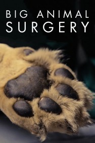 titta-Big Animal Surgery-online