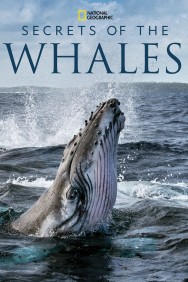 titta-Secrets of the Whales-online