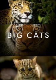 titta-Big Cats-online