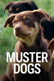 titta-Muster Dogs-online
