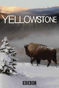 titta-Yellowstone-online