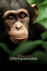 titta-Chimpanzee-online