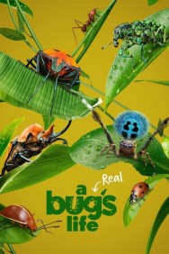 titta-A Real Bug's Life-online