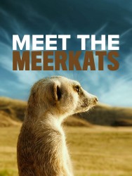 titta-Meet The Meerkats-online